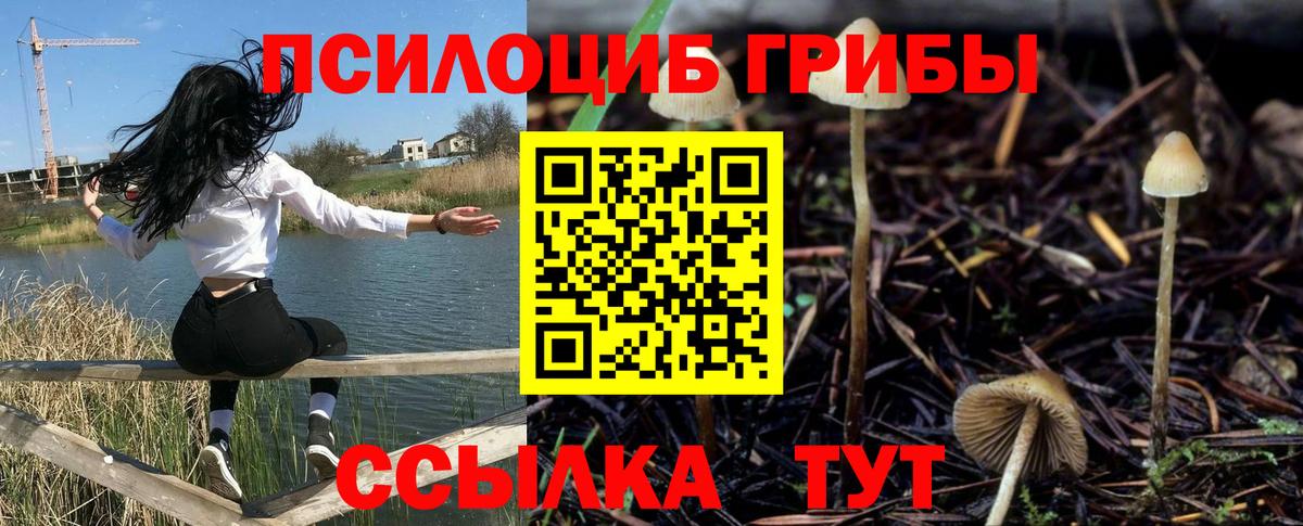 Кингисепп  Галлюциногенные грибы Psilocybine cubensis  Вход с VPN 